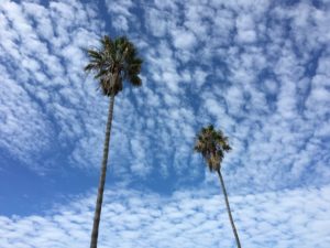 Palms and Sky