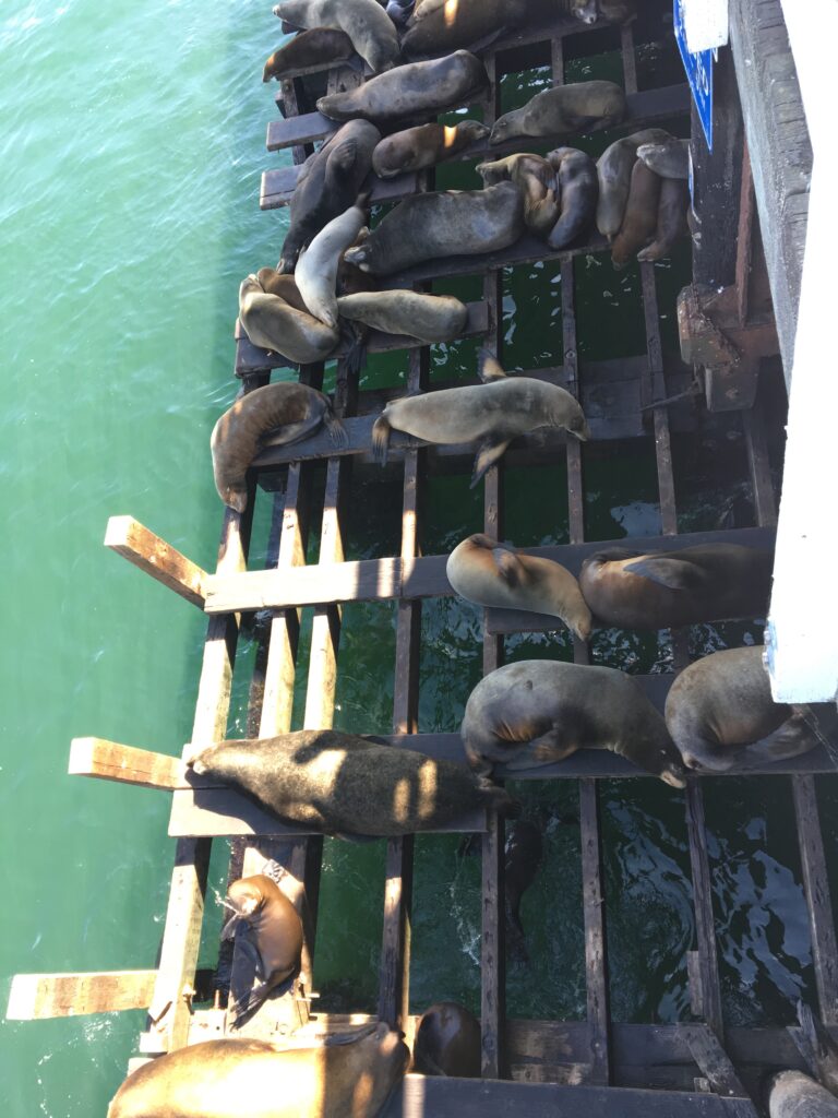 Santa Cruz Pier Sea Lions
